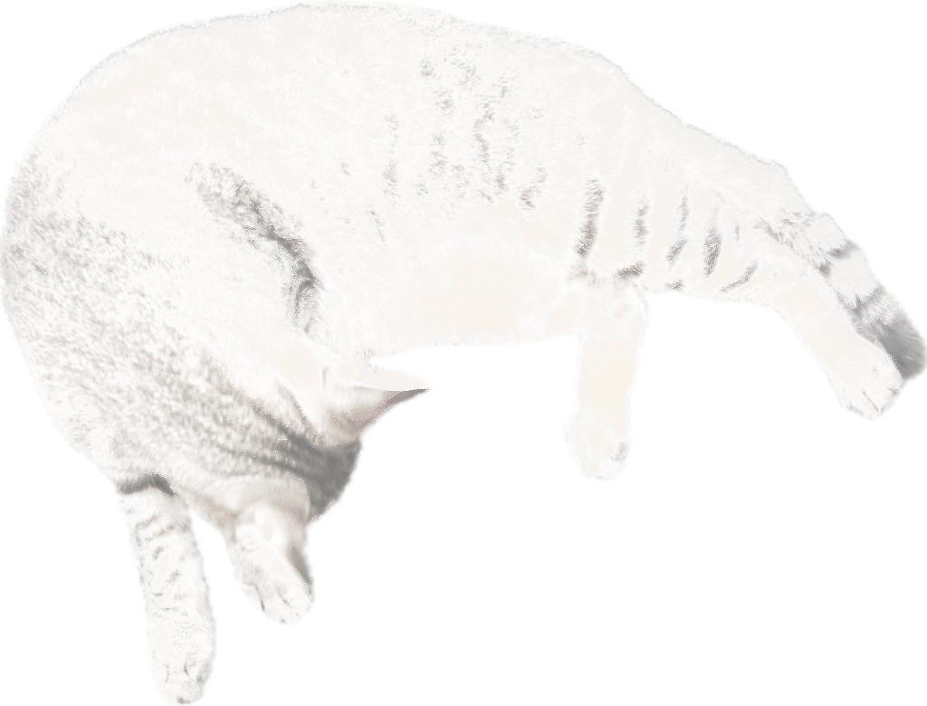 雉虎の猫